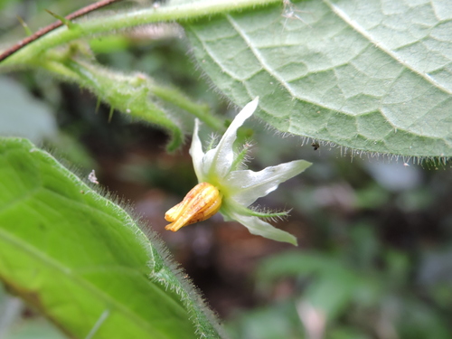 Solanum reflexiflorum