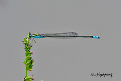 Pseudagrion williamsoni