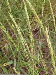 Urochloa texana