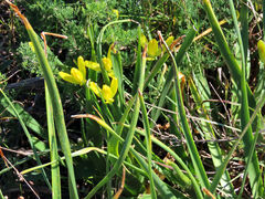 Albuca tortuosa
