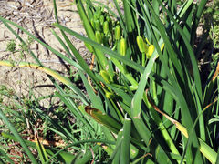 Albuca tortuosa