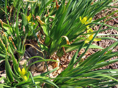 Albuca tortuosa