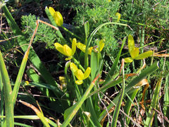 Albuca tortuosa