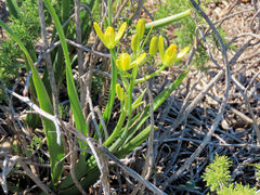 Albuca tortuosa