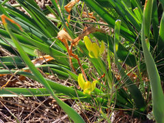 Albuca tortuosa