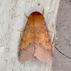 Pyrrhia aurantiago