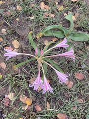 Crinum stuhlmannii delagoense