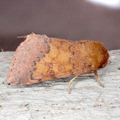 Pyrrhia aurantiago