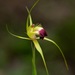 Caladenia infundibularis - Photo (c) michelle__p, algunos derechos reservados (CC BY-NC)