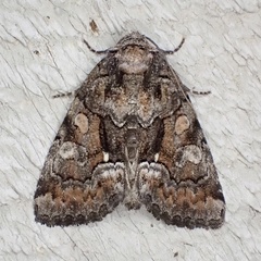 Chytonix sensilis