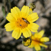 Coreopsis californica - Photo (c) NatureShutterbug, algunos derechos reservados (CC BY)
