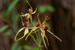 Caladenia arrecta