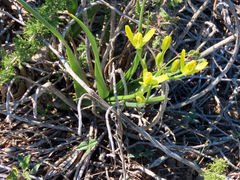 Albuca tortuosa