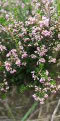 Erica hispidula