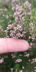 Erica hispidula
