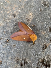 Anisota pellucida