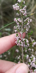 Erica hispidula