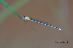 Pseudagrion williamsoni