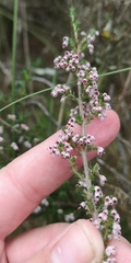 Erica hispidula