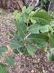 Bridelia cathartica