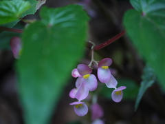 Begonia malabarica