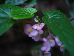 Begonia malabarica