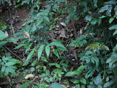Begonia malabarica