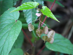 Begonia malabarica