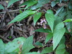 Begonia malabarica