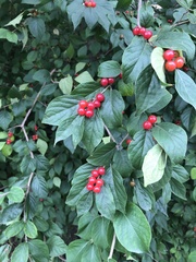 Lonicera maackii