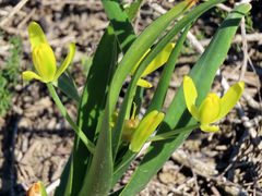 Albuca tortuosa