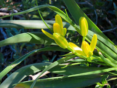 Albuca tortuosa