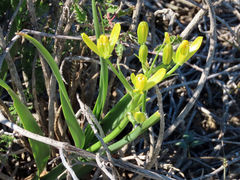 Albuca tortuosa