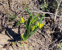 Albuca tortuosa