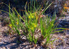 Albuca tortuosa