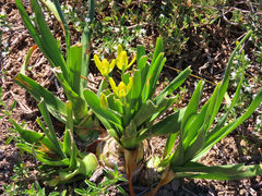 Albuca tortuosa