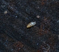 Carychium tridentatum