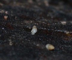 Carychium tridentatum
