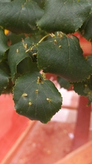 Eriophyes tiliae