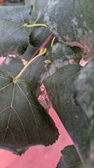 Eriophyes tiliae