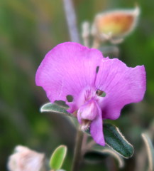 Podalyria burchellii