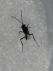 Evania appendigaster