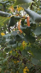 Eriophyes tiliae