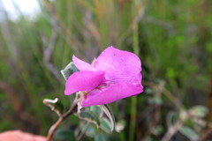 Podalyria burchellii