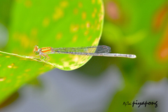 Pseudagrion williamsoni