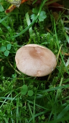 Lactarius pyrogalus