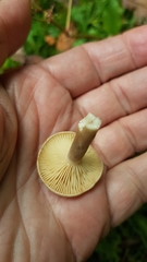 Lactarius pyrogalus