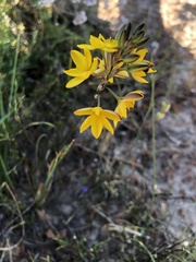 Ixia odorata odorata