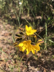 Ixia odorata odorata