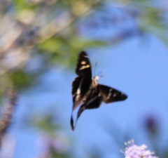 Chioides albofasciatus